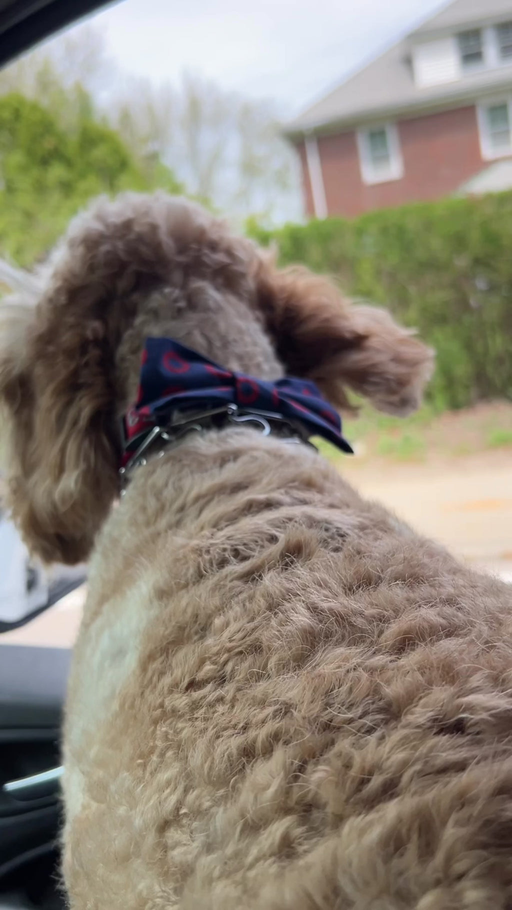 Phish Dog Bow Tie Large