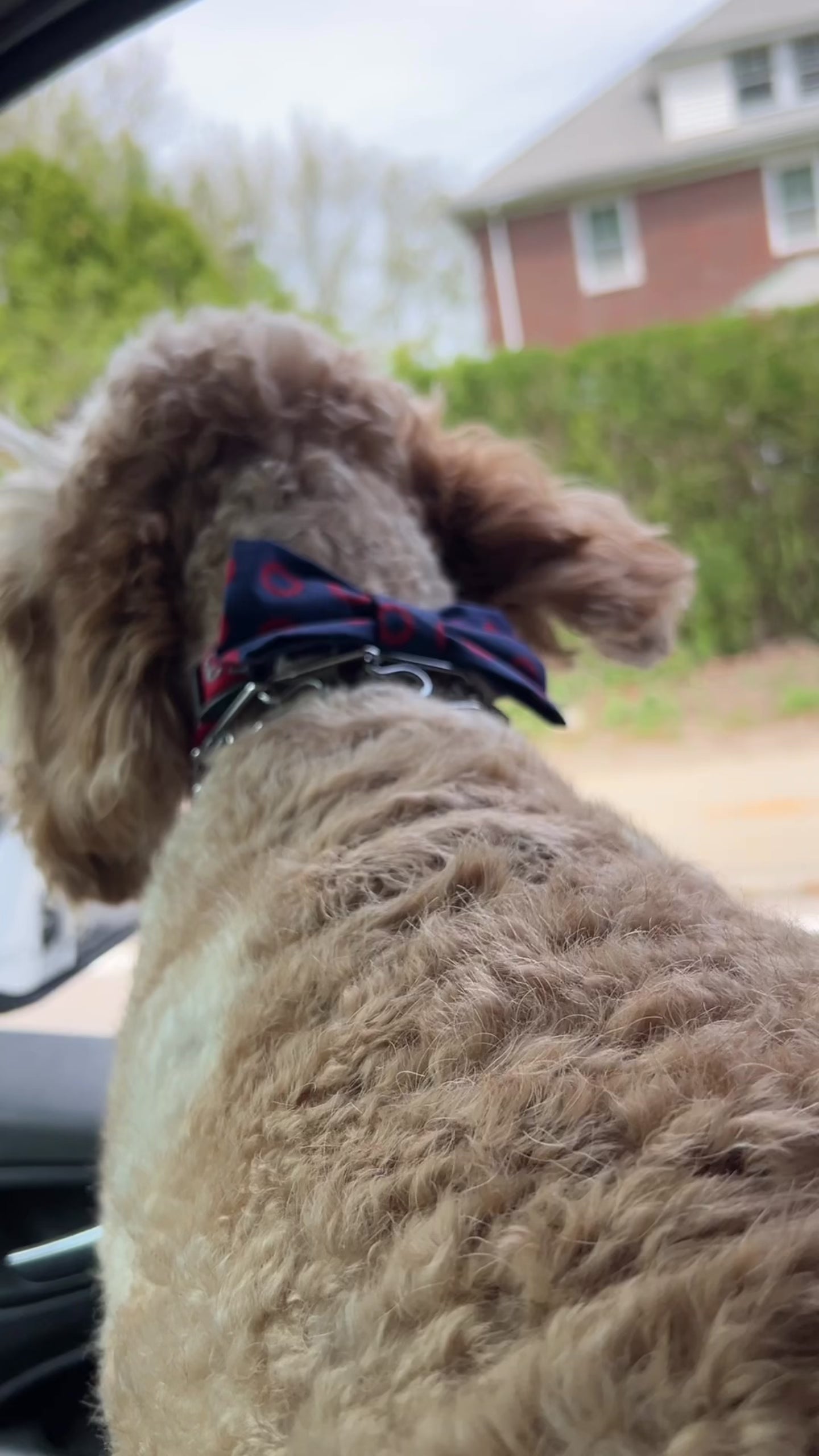 Phish Dog Bow Tie Large